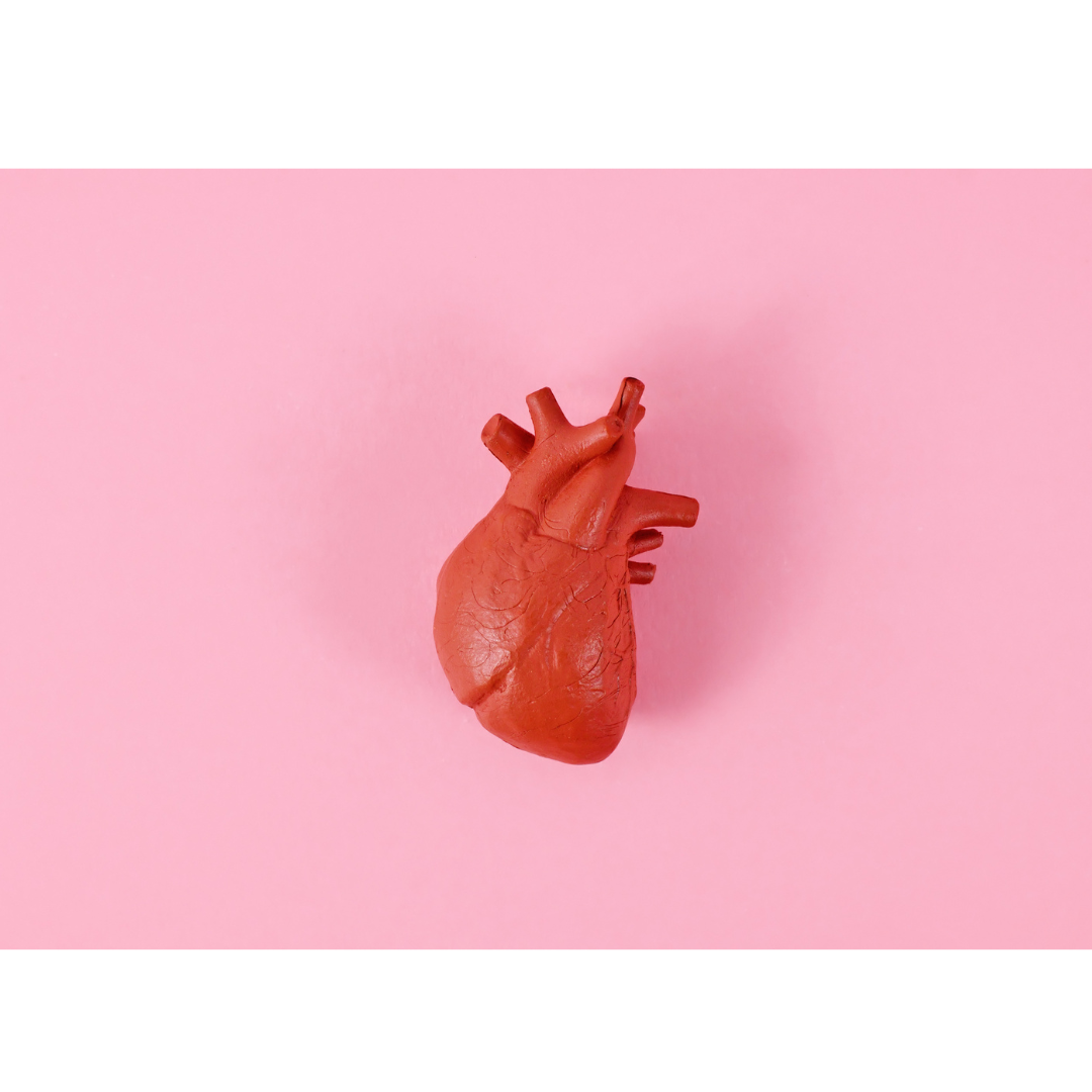Corazón y sistema circulatorio